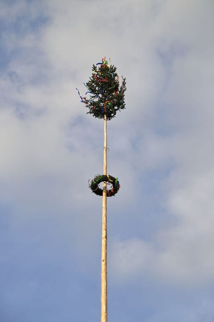 maibaum